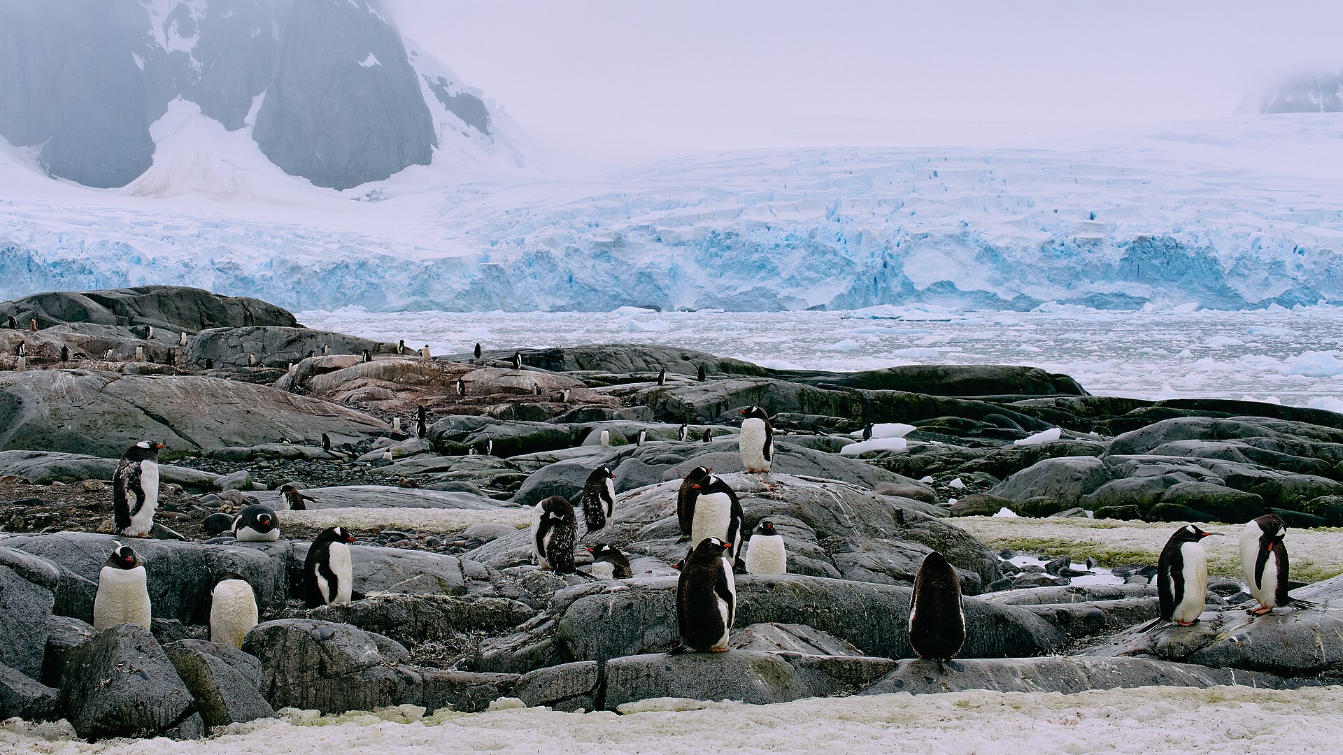 Gentoo penguin colony on the Antarctic Peninsula coastline