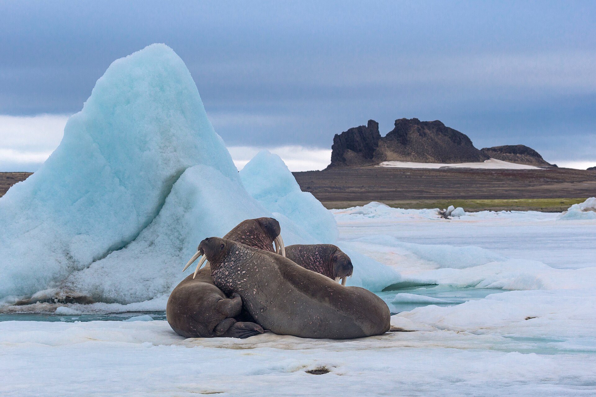 Walruses near Cape Ostantsovyi, Franz Josef Land archipelago