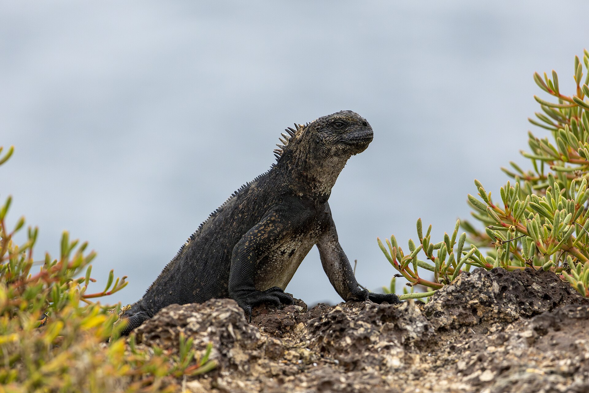 A marine iguana on volcanic rock in the Galapagos Islands