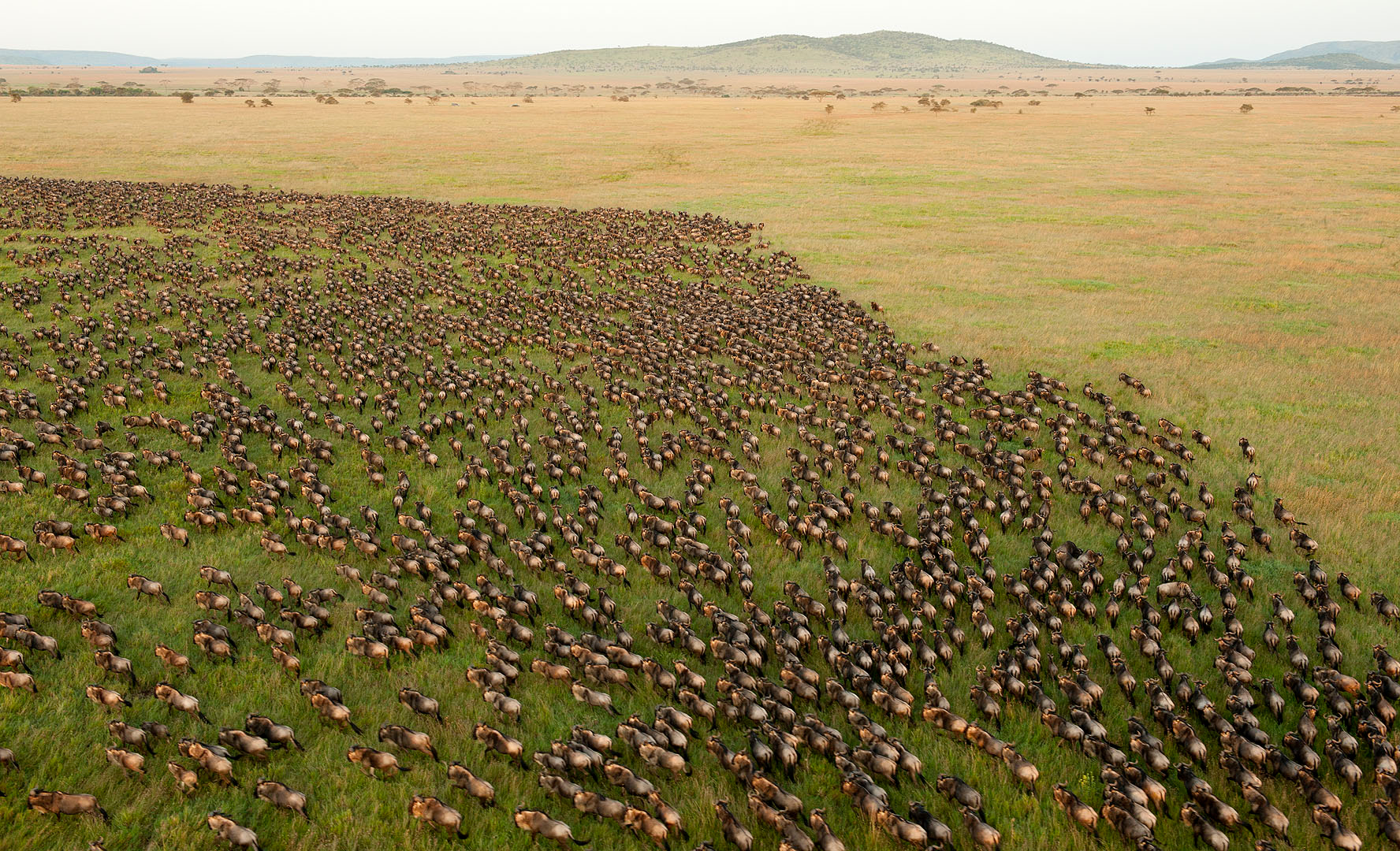 Wildebeest crossing the plains during the Great Migration, Serengeti National Park