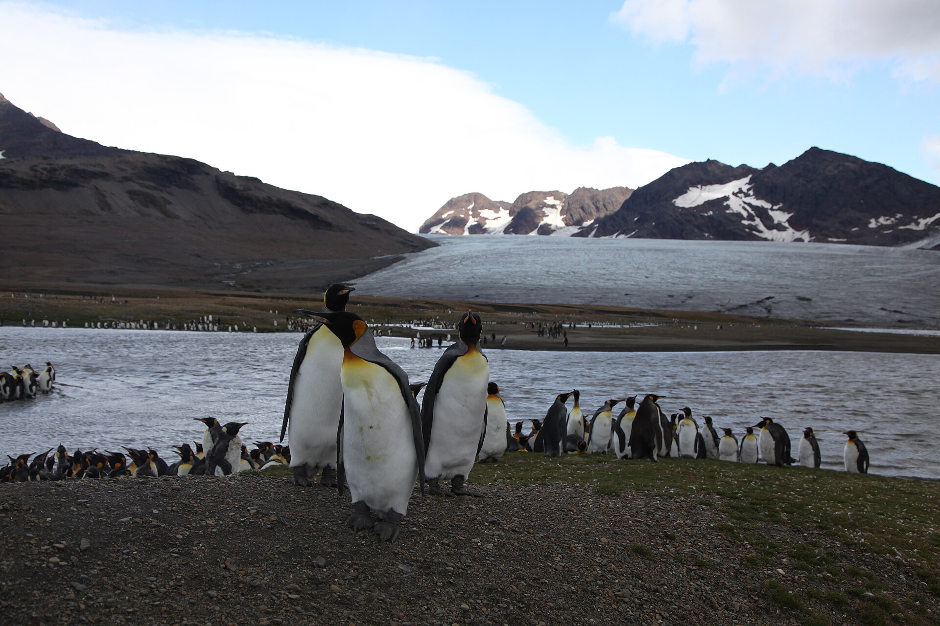 King penguin colony at St Andrews Bay, South Georgia Island