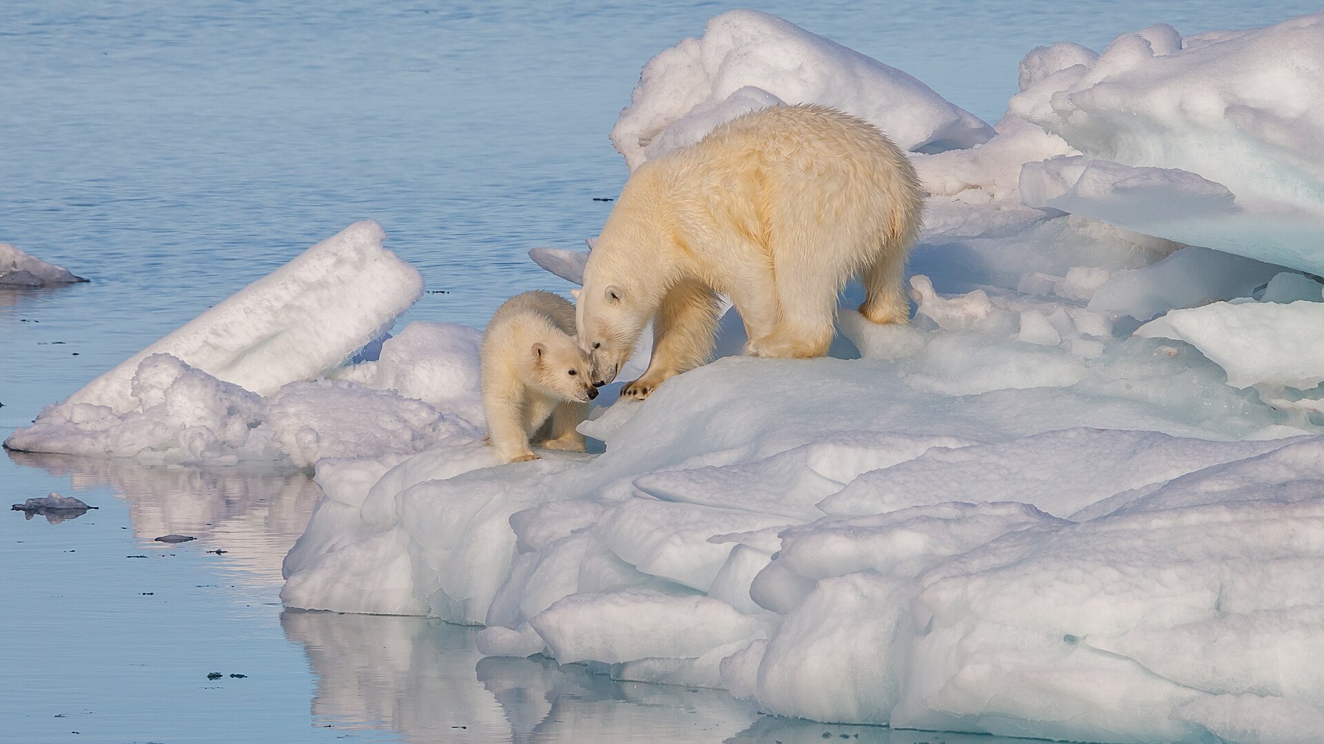 A female polar bear with her cub on sea ice near Svalbard